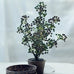 Potted Berry Bush 38cm | Annie Mo's