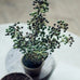 Potted Berry Bush 38cm