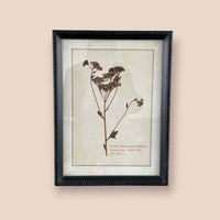 Black Framed Aged Floral Wall Art E 40cm | Annie Mo's