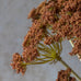 Henna Yarrow Bunch Stem 48cm