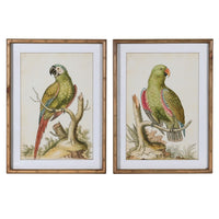 Set of Two Framed Green Parrot Pictures 60cm | Annie Mo's