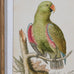 Set of Two Framed Green Parrot Pictures 60cm