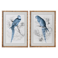 Set of Two Framed Blue Parrot Pictures 70cm | Annie Mo's