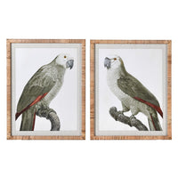 Set of Two Grey Framed Parrot Pictures 70cm | Annie Mo's