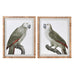 Set of Two Grey Framed Parrot Pictures 70cm | Annie Mo's