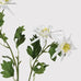 White Aquilegia Spray with Leaves 68cm