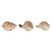 Set of Three Ceramic Seashells 8cm