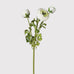 White Real Feel Ranunculus with Leaves 62cm | Annie Mo's