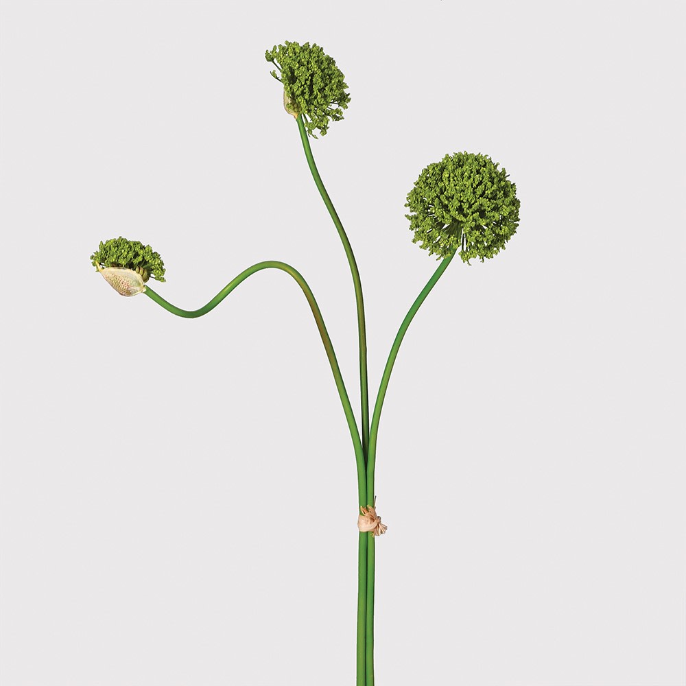 Green Multi Allium Bunch 70cm | Annie Mo's