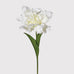 White Parrot Tulip with Leaves 45cm | Annie Mo's