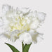 White Parrot Tulip with Leaves 45cm