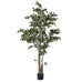 Variegated Ficus Tree in Black Plastic Pot 195cm