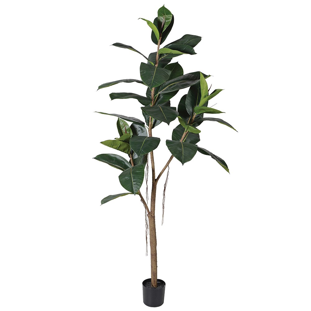 Green Rubber Tree in Black Plastic Pot 160cm | Annie Mo's