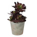 Black Aeonium Succulent in Textured Pot 31cm | Annie Mo's