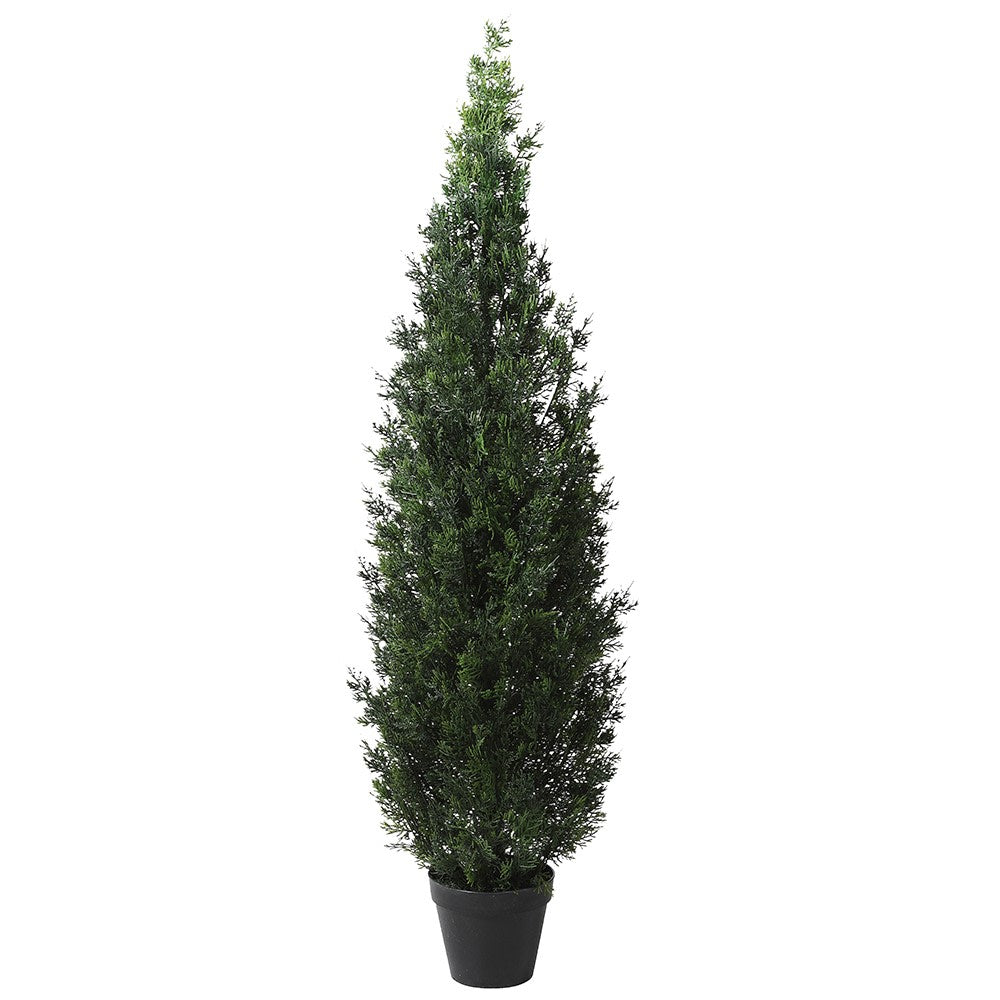 Outdoor Cedar Tree in Black Pot 170cm | Annie Mo's