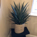 Yucca Plant in Black Plastic Pot 75cm