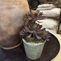 Black Aeonium Succulent in Textured Pot 31cm 