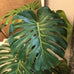 Green Monstera Tree in Black Plastic Pot 156cm