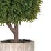 Green Miniature Boxwood Ball in Stone-Look Pot 38cm