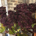 Burgundy Angelica Seed Head with Leaves 95cm
