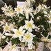 White Aquilegia Spray with Leaves 68cm