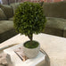 Green Miniature Boxwood Ball in Stone-Look Pot 38cm