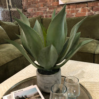 Green Aloe Vera Plant in Clay Pot 47cm