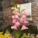 Pink Foxglove Spray with Leaves 87cm