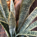 Large Sansevieria in Black Plastic Pot 120cm