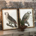 Set of Two Grey Framed Parrot Pictures 70cm