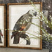 Set of Two Grey Framed Parrot Pictures 70cm