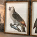 Set of Two Grey Framed Parrot Pictures 70cm