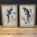 Set of Two Framed Blue Parrot Pictures 70cm