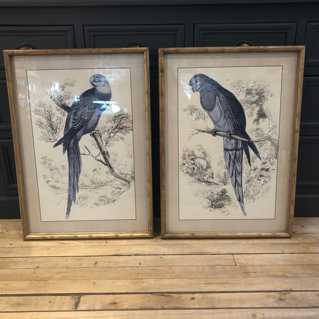 Set of Two Framed Blue Parrot Pictures 70cm