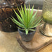 Green Spiky Air Plant in Dark Grey Cement Pot 20cm | Annie Mo's