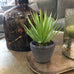 Green Spiky Air Plant in Dark Grey Cement Pot 20cm