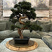 Faux Pine Bonsai Tree 65cm | Annie Mo's