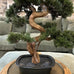 Faux Pine Bonsai Tree 65cm