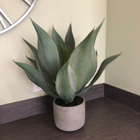 Green Aloe Vera Plant in Clay Pot 47cm