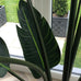 Wild Banana Palm Tree in Black Plastic Pot 190cm