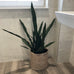 Large Sansevieria in Black Plastic Pot 120cm