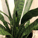 Large Sansevieria in Black Plastic Pot 120cm