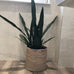 Large Sansevieria in Black Plastic Pot 120cm