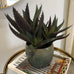 Green and Purple Spikey Aloe Vera in Cream Ribbed Clay Pot No need to worry about over  | Annie Mo's