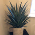 Yucca Plant in Black Plastic Pot 75cm