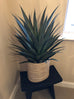 Yucca Plant in Black Plastic Pot 75cm