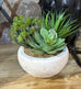 Assorted Green Succulents Arrangement in Grey Cement Bowl 15cm