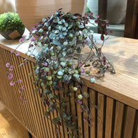 Potted Purple Angel Vine 60cm | Annie Mo's