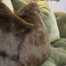 Faux Fur Brown Bear Cushion 43 x 43cm