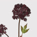 Burgundy Angelica Seed Head with Leaves 95cm